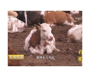 大哥利用农作物秸秆养殖肉牛，既能降低成本又提高品质