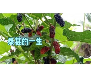 桑葚的一生｜现代农业种植和收获桑葚