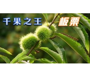 板栗的一生｜现代农业种植和收获板栗｜千果之王