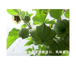 灯笼果的一生｜现代农业种植和收获菇娘果