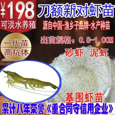 刀额新对虾苗 砂虾苗 麻虾苗 泥虾苗 虾苗 对虾苗 虾苗基围虾苗