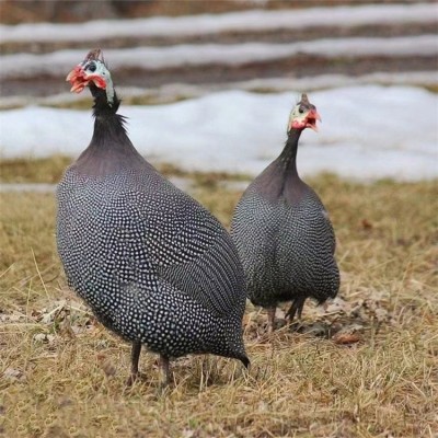 原生态养殖珍珠鸡 出壳脱温小鸡苗 觅食能力强