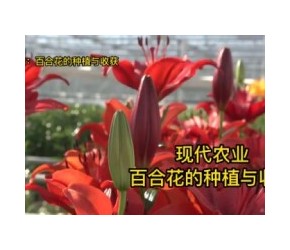 百合花怎么种植？现代农业：百合花的种植与收获