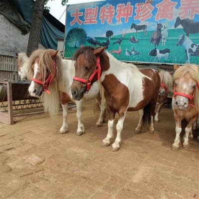 迷你宠物成年马匹 被毛厚密 景区骑乘拍照马 鼎顺牧业