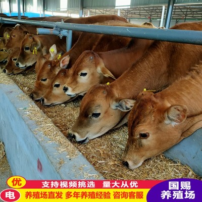 改良肉牛苗 杂交肉牛犊纯种鲁西黄牛改良牛犊活体 鲁西黄牛小牛苗