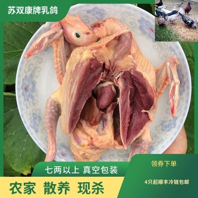 批发苏双康牌冻鸽子肉食用农家散养活体现杀肉鸽子新鲜鸽子肉乳鸽