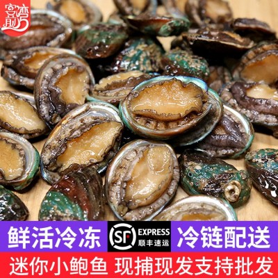 厂家批发活冻小鲍鱼网红麻辣小海鲜 餐饮佛跳墙食材 社区团购代发