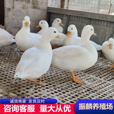 成年幼崽柯尔鸭小体型宠物鸭 柯基鸭纯种荷兰可达鸭 柯尔鸭受精蛋