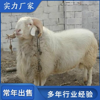 活体小尾寒羊肉羊养殖 屠宰率高 饲养体系完整