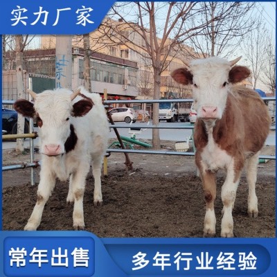 成年西门塔尔牛肉牛养殖 适应性强 瘦肉产量高