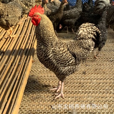 大量出售一斤芦花鸡苗活体脱温芦花鸡活苗散养成年芦花鸡种蛋价格