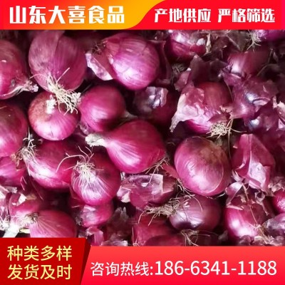 全年供应新鲜purple onion 黄葱 出口马来西亚 泰国 新鲜小红洋葱