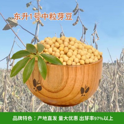 至盈黄金豆产地批发东北非转基因黄豆东升芽豆豆浆专用100斤商用