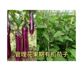 茄子何时打顶好？给它剪一刀施点东西，茄子不坏果不畸形没病高产