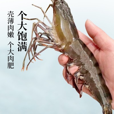 漳州东山鲜活速冻黑虎虾野生黑节虾海捕特大超大虾活冻刺身高品质