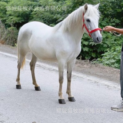 精品白马景区骑乘马温血马半血马马驹价格拉车马赛马马匹价格