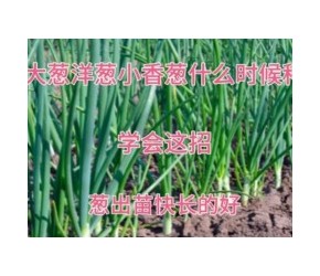 大葱洋葱小香葱什么时候种？学会这招，葱出苗快长的好#蔬菜种植