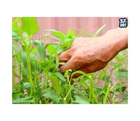 水桶种植空心菜，比菜地长得好，20多天就能长爆盆