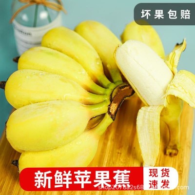 福建正宗苹果蕉新鲜9斤当季整箱水果甜香banana现砍现发整箱包邮