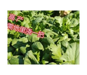 种植茼蒿菜“高产秘诀”，原来是地里面浇一把，产量多到吃不完，一起了解并学习下